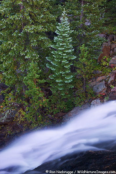 Alberta Falls, Rocky Mountain National Park, Colorado.