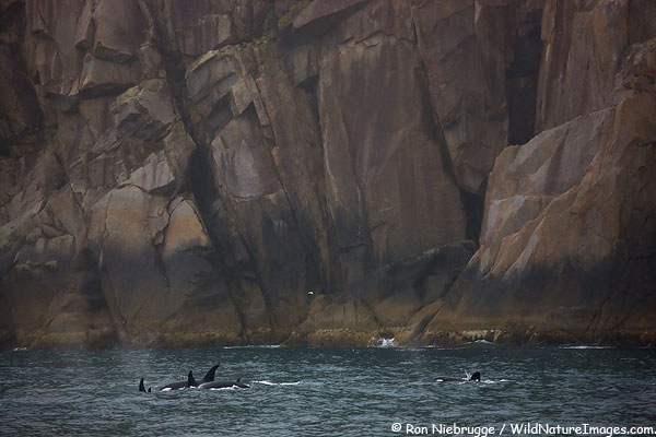 Orcas work thier way along the outer coast, Kenai Fjords National Park, Alaska.