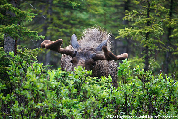 A bull moose takes a peak at me ealier this summer, Denali National Park, Alaska.