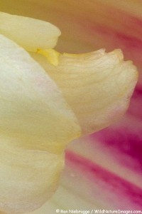 This is a full sized 100 slice a little right of center of the top photo of the dahlia.