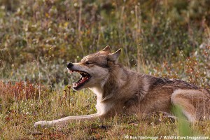 Wild wolf, Denali National Park, Alaska.