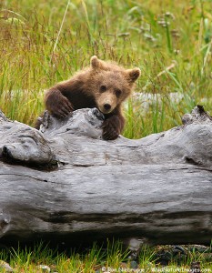 Brown bear cub tries to "summit" large log, Lake Clark National Park, Alaska.