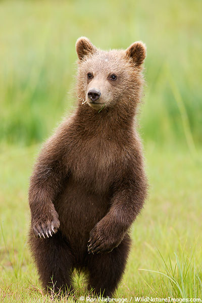 Brown bear cub stadning on his hind legs, Lake Clark National Park, Alaska.