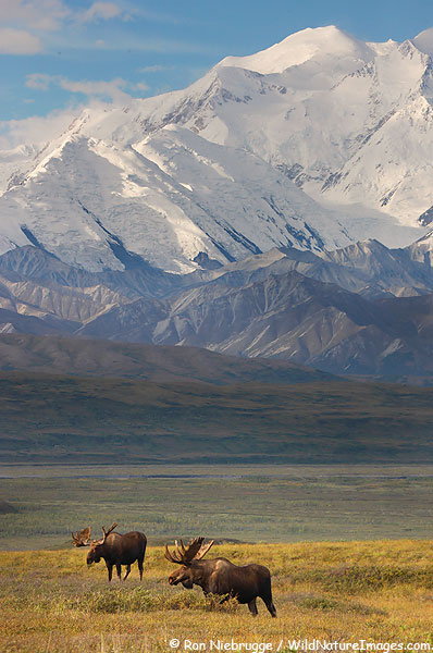 A couple of bull moose in front of Mt McKinley, Denali National Park, Alaska.