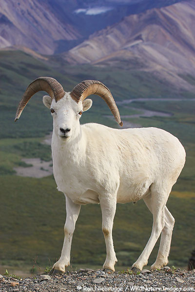 Dall Sheep, Denali National Park, Alaska.