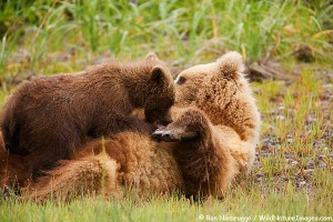 Nursing brown bear cub, Lake Clark National Park, Alaska.