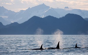 Ocras, Kenai Fjords National Park, Alaska.
