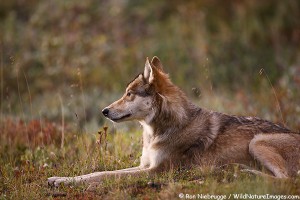 Wild wolf, Denali National Park, Alaska.