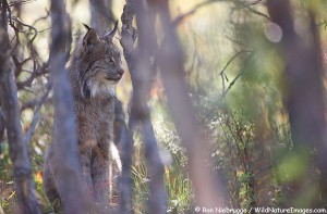 Wild lynx, Denali National Park, Alaska.
