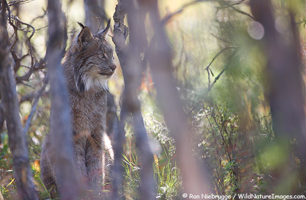 Wild lynx, Denali National Park, Alaska.