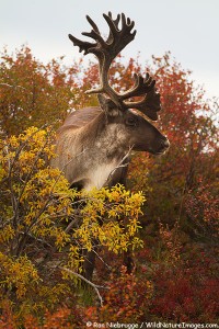 Caribou and Fall colors, Alaska.