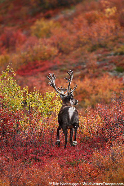 Caribou along the Denali Highway, Alaska. Caribou along the Denali Highway, Alaska.