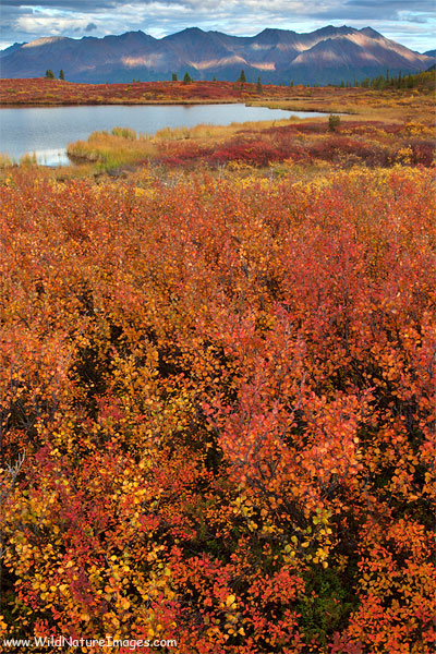 Autumn colors along the Denali Highway, Alaska.