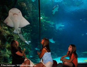 Visitors enjoying Shark Reef, Mandalay Bay, Las Vegas, Nevada.