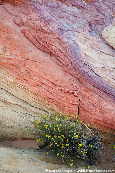 Wildflowers, Valley of Fire State Park, Nevada.