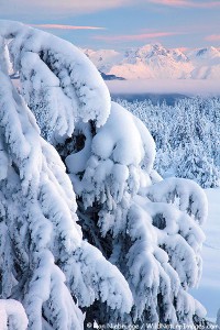 Snowy trees, Chugach National Forest, Alaska.