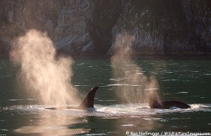Orca or Killer Whale, Kenai Fjords National Park, near Seward, Alaska.