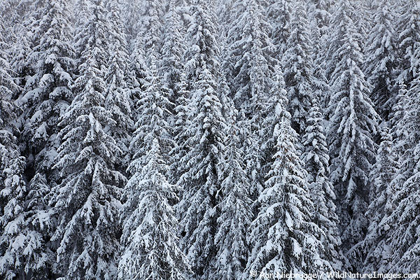Snowy trees last week in the Chugach National Forest just a few mile from Seward, Alaska.