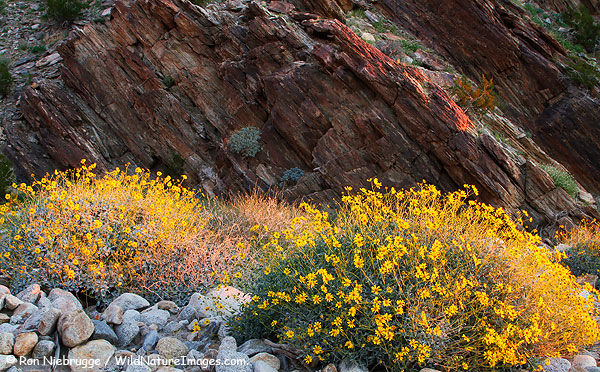 Brittlebush wildflowers, Anza-Borrego State Park, California.