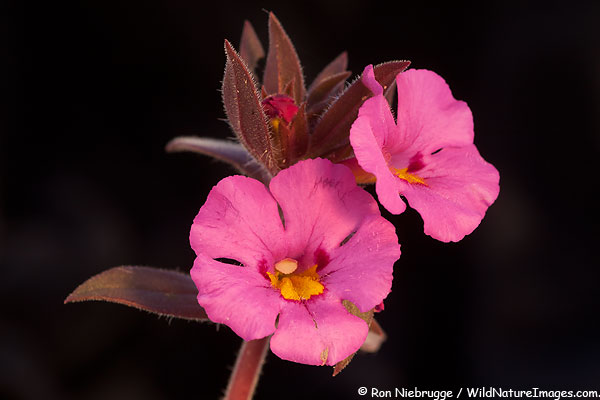 Yellow-Throat-Monkeyflower, Anza-Borrego Desert State Park, California.