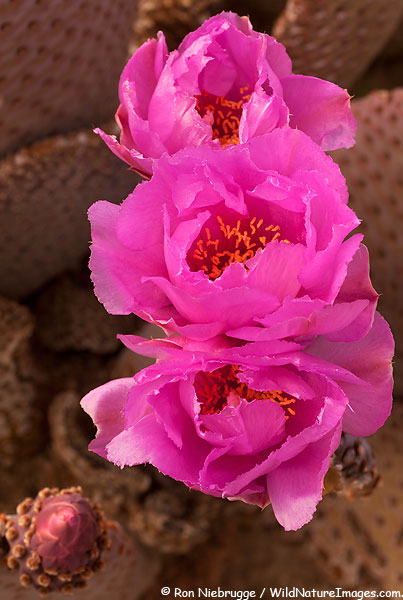 Beavertail cactus flower.