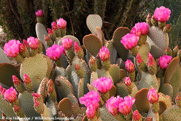 Beavertail cactus, Anza-Borrego Desert State Park, California.