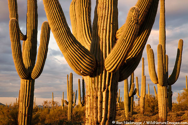 Saguaro Forest - Photo Blog - Niebrugge Images