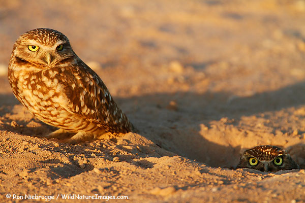 burrowing owls at a burrow, near the Sonny Bono Salton Sea National Wildlife Refuge Complex, California.