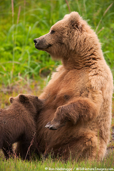A Brown Bear cub nursing, Lake Clark National Park, Alaska.