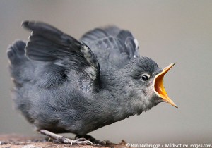 American Dipper chick, near Seward, Alaska.