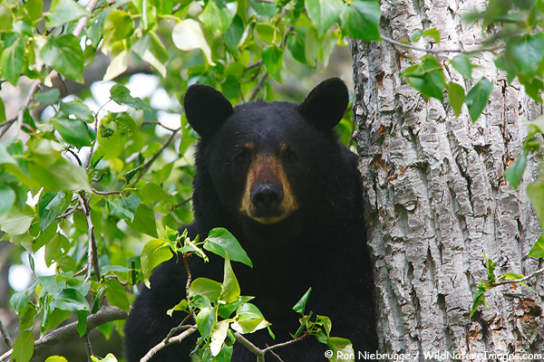 Black bear sow in a tree, Chugach National Forest, Alaska.