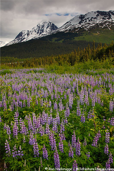 Field of lupine, Chugach National Forest, Alaska.