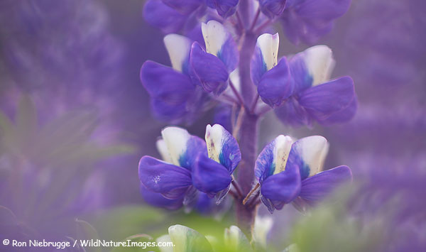 Lupine, Chugach National Forest, Alaska.