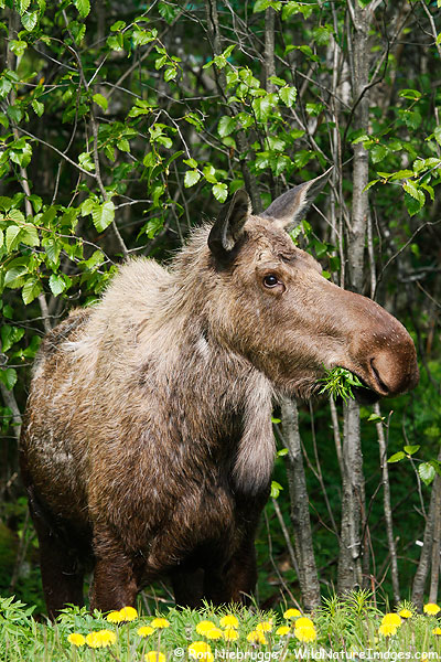 A pregnant ? cow moose near Seward, Alaska.