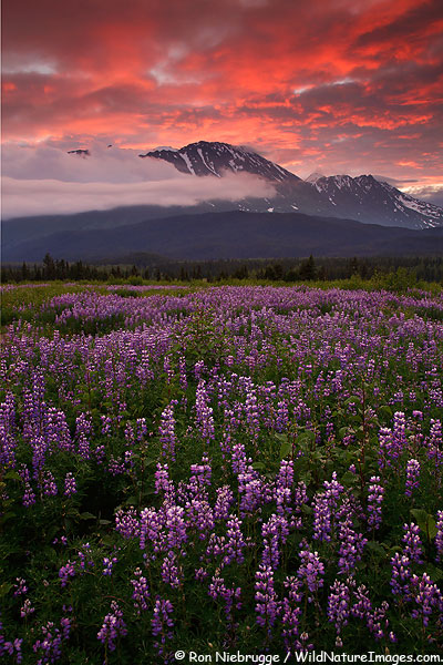 Chugach National Forest near Seward, Alaska.
