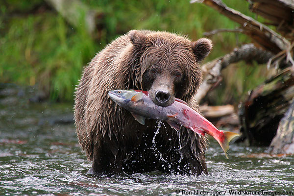 Brown bear with a red salmon, Kenai Peninsula, Alaska.