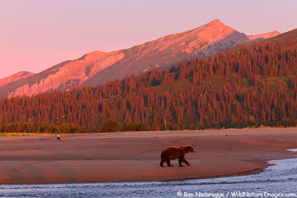 A brown bear and bald eagle both watch for salmon during this years bear photo tour - Lake Clark National Park, Alaska.