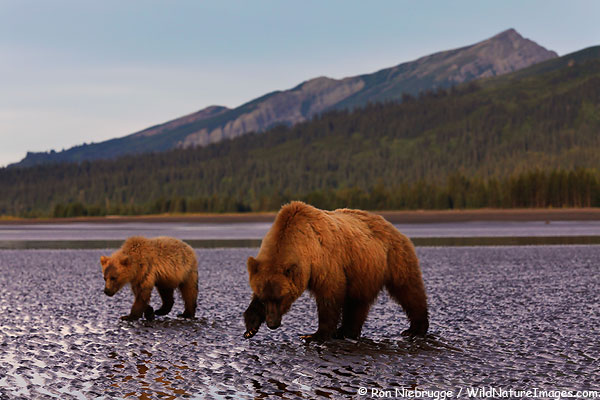 Brown bears, Lake Clark National Park, Alaska.