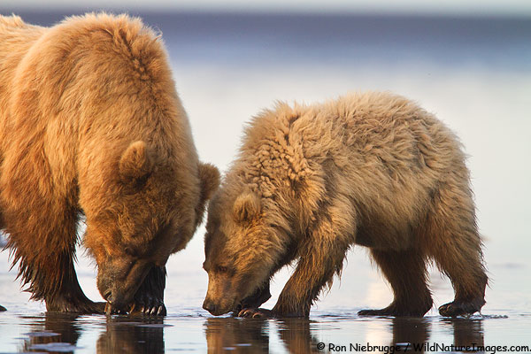 A young cubs watched intently as its mother digs for clams, Lake Clark National Park, Alaska.
