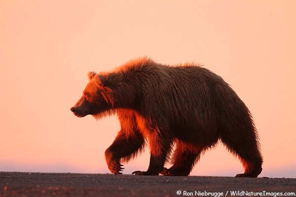 Grizzly bear at sunrise, Lake Clark National Park, Alaska.