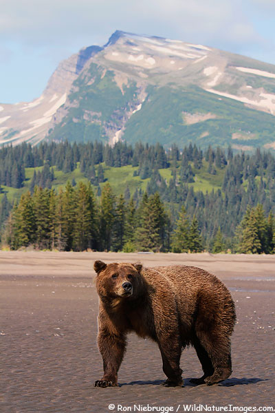 Brown Bear, Lake Clark National Park, Alaska.