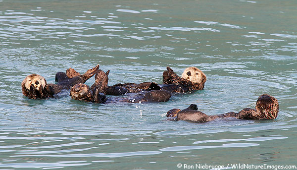Sea Otters, Resurrection Bay, near Seward, Alaska.