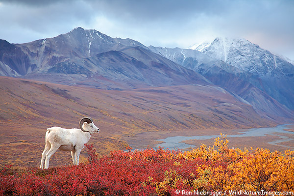Dall sheep in Polychrome Pass, Denali National Park, Alaska.