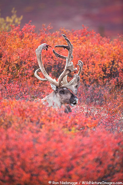 Caribou, Denali National Park, Alaska.
