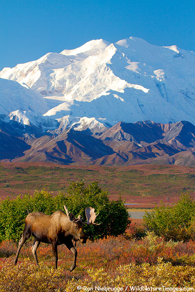 Bull moose in front of Mt. McKinley, Denali National Park, Alaska.