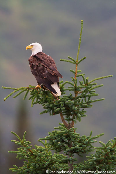 Bald eagle, Lake Clark National Park, Alaska.