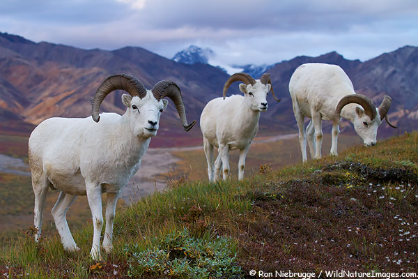 Dall's Sheep in Polychrome Pass, Denali National Park, Alaska.
