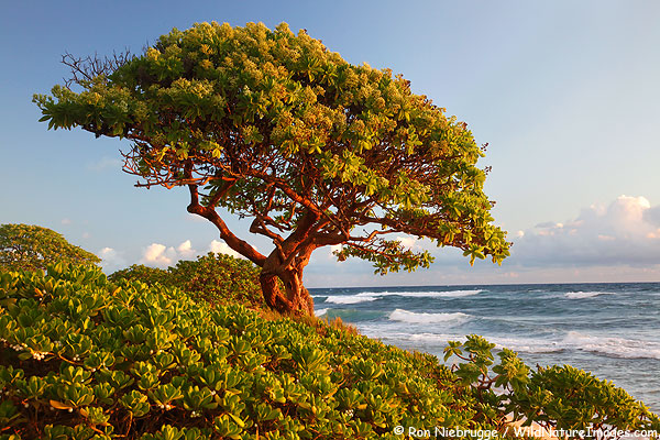 Nukoli'i Beach, Kauai, Hawaii.