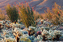 An un-named cactus forest, Anza-Borrego Desert State Park, California.