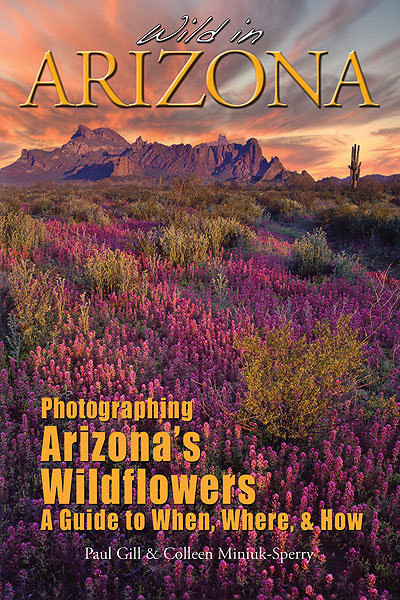 Wild in Arizona - a guide to photographing Arizona's wildflowers.